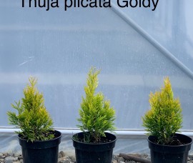 Thuja plicata Forever Goldy 20-30 cm 